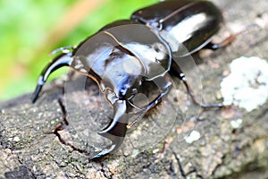 Antaeus stag beetle