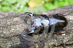 Antaeus stag beetle