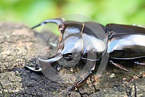 Antaeus stag beetle