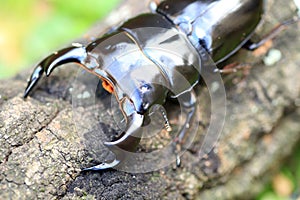 Antaeus stag beetle