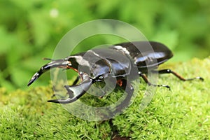 Antaeus stag beetle