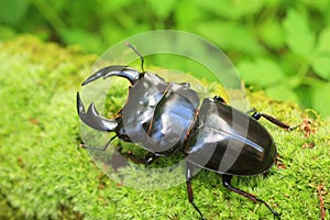 Antaeus stag beetle