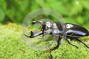 Antaeus stag beetle