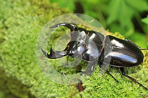 Antaeus stag beetle