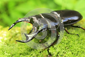 Antaeus stag beetle