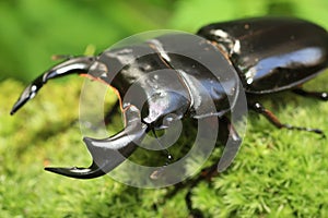 Antaeus stag beetle