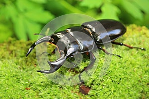 Antaeus stag beetle