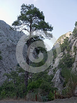 Antalya Goynuk Canyon. Beautiful mountain with trees pine in Nat