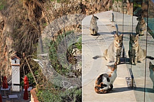 Antalya Old Town Cats