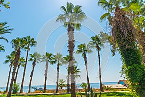 ANTALYA, TURKEY: Beautiful park with palm trees and which leads to Lara beach in Antalya.