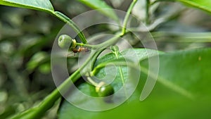 The ant and the fruit