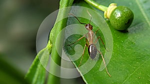 The ant and the fruit