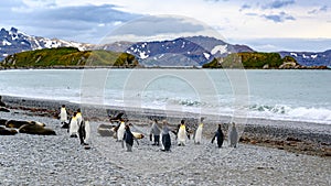 King penguins in beautiful landscape with snowcapped mountains and small ilands, South Georgia, Antarctica