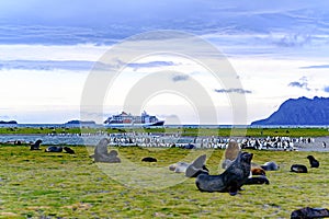 Antarctic fur seal harem and lots of king penguins in beautiful landscape of South Georgia, Antarctica. Cruise liner in background