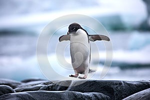 An antarctic Adelie penguin jumping between the rocks