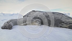 Antarctic baby adult weddell seal lying on snow