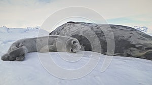 Antarctic baby adult weddell seal lying on snow