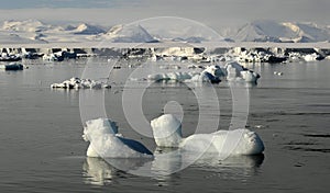 Antarctic beauty