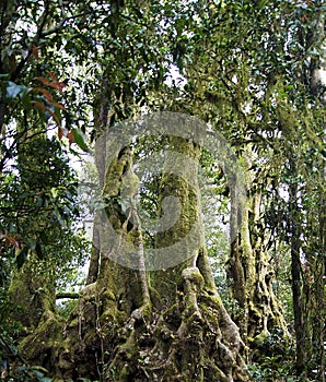 Antarctic Beech trees at Springbrook Nac. near Brisbane, Australia