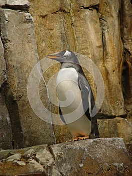 Antarctic bird