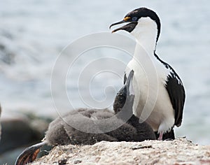 Antarctic blue-eyed shags.