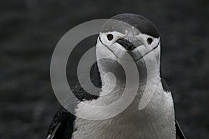 Antarctic Chinstrap Penguin