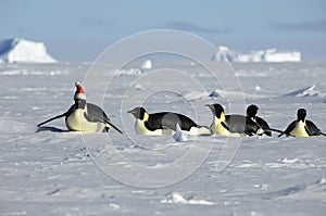 Antarctic Christmas procession photo