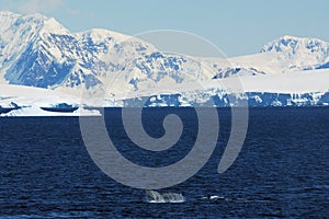 Antarctic continent