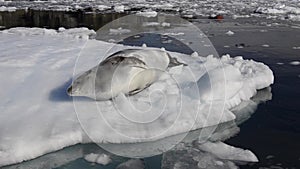 Antarctic Crabeater Seal