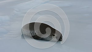 Antarctic Crabeater Seal on the iceberg