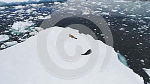 Antarctic Crabeater Seal Rest on Iceberg. Aerial View.