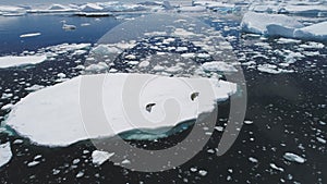 Antarctic crabeater seal rest iceberg aerial view