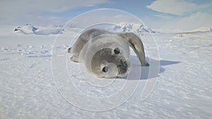 Antarctic cute baby weddell seal muzzle closeup