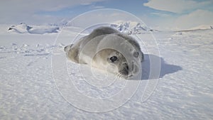 Antarctic cute baby weddell seal muzzle closeup