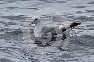 Antarctic fulmars that sits on the surface of the ocean in Antarctica