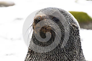 Antarctic Fur Seal