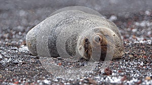 Antarctic fur seal in Antarctica