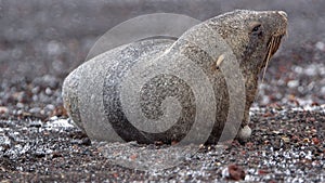 Antarctic fur seal in Antarctica