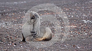 Antarctic fur seal in Antarctica