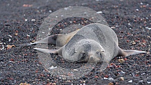 Antarctic fur seal in Antarctica