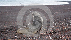 Antarctic fur seal in Antarctica