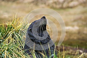 Antarctic Fur Seal, arctocephalus gazella, Adult, Antarctica