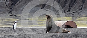 Antarctic fur seal (Arctocephalus gazella)