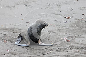 Antarctic fur seal, arctocephalus gazella, Antarctica