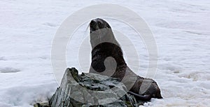 Antarctic fur seal (Arctocephalus gazella)