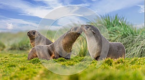 Antarctic fur seal (Arctocephalus gazella) lies in its natural habitat in the green tussock grass in South Georgia