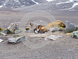 Antarctic fur seal, Arctocephalus gazella resting on beach of Whalers Bay, Deception Island, South Shetland Islands, Antarctica