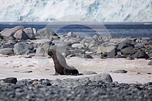 Antarctic fur seal Arctocephalus gazella sit on the coastline with stones and ice. Half Moon island in Antarctica