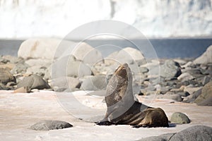 Antarctic fur seal Arctocephalus gazella sitting on the snow in stone beach on typical Antarctic background. Sunlight