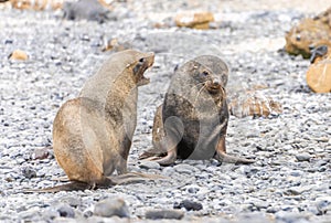 Antarctic fur seal (Arctocephalus gazella) in the South Shetland Islands